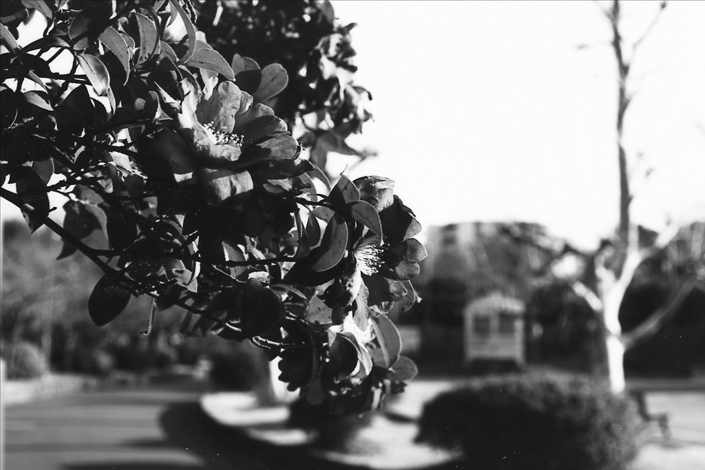 「サザンカ」 (Fuji Microfilm HR20)