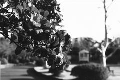 「サザンカ」 (Fuji Microfilm HR20)