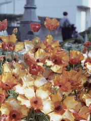 「ハーフで行こう：花」 (film)