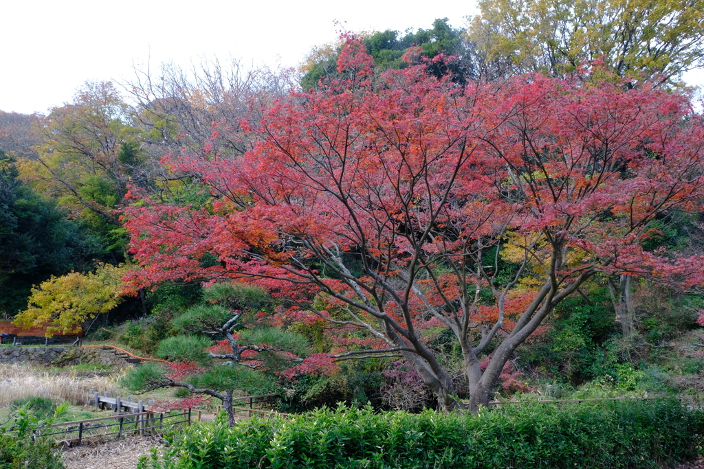 「12/11 久良岐公園」 (digital)
