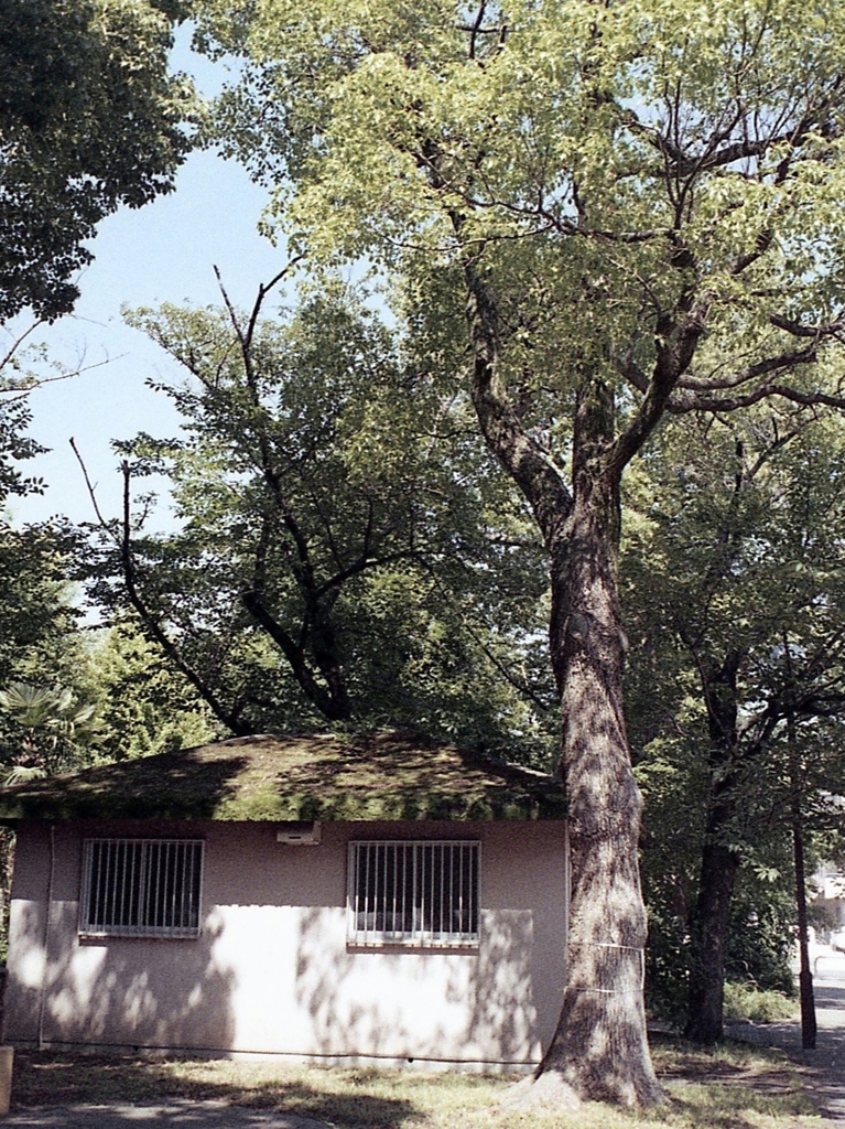「夏公園」 (film)