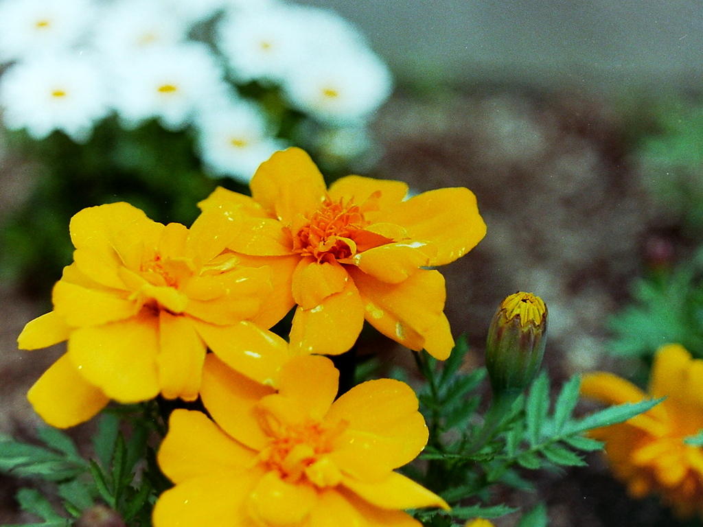 「yellow 01」 (film)