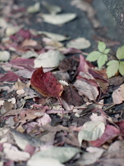 「Tiny Autumn」 (film)