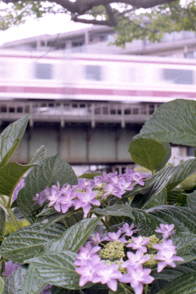 「紫陽花」 (film)