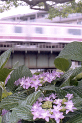 「紫陽花」 (film)