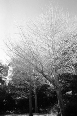 「冬公園」 (film)