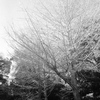 「冬公園」 (film)