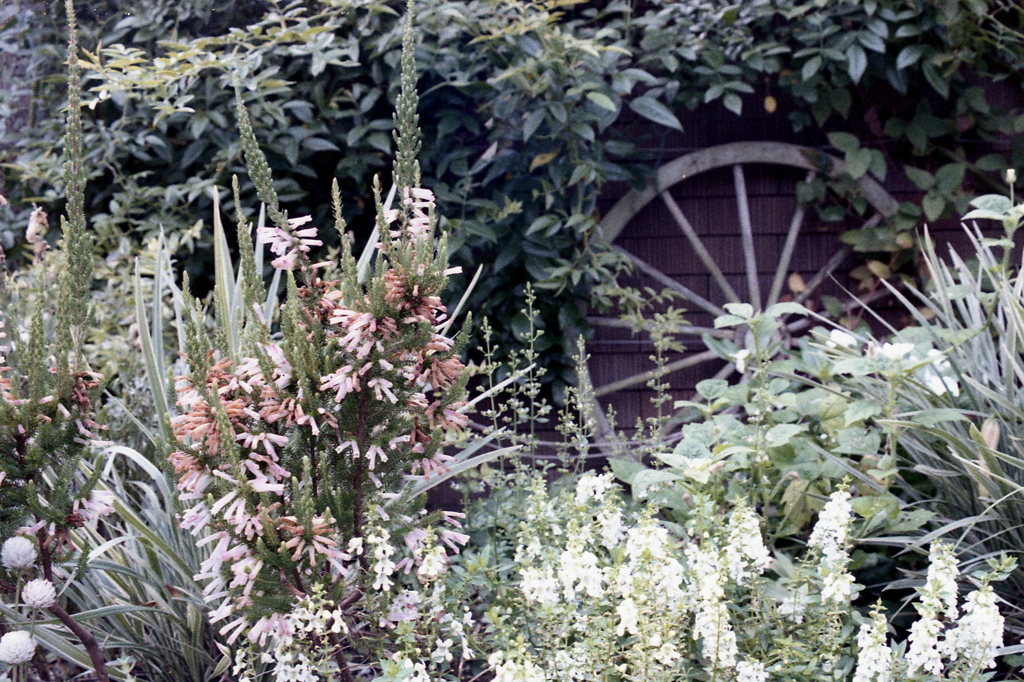 「grass & flower」 (film)