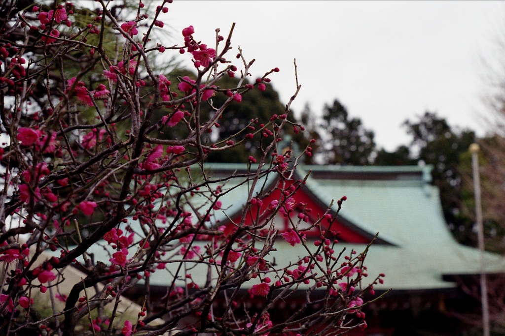 「2/2 紅梅12」 (film)