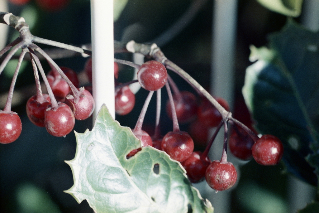 「film macro photo」 (film)