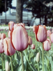 「ハーフで行こう：花」 (film)