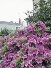 「街角flower」 (film)