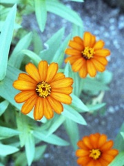 「街角flower」 (film)