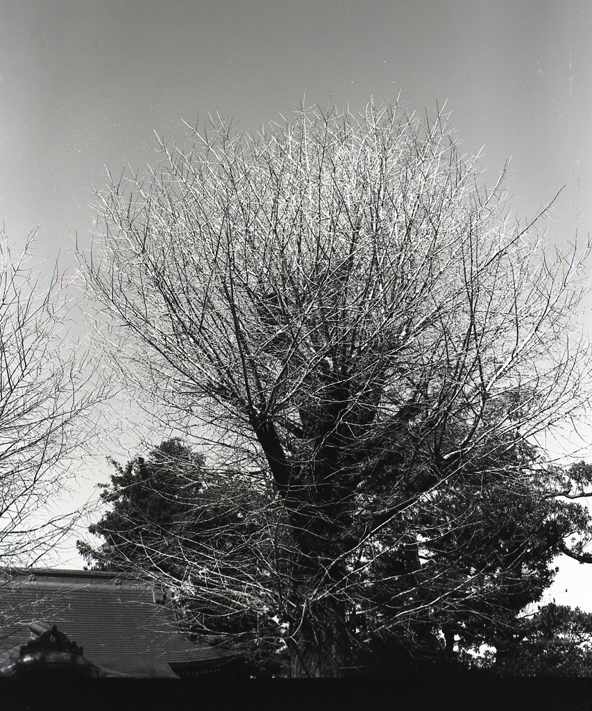 「冬」 (film:HR20)
