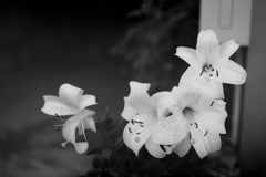 「oriental lily」 (film)