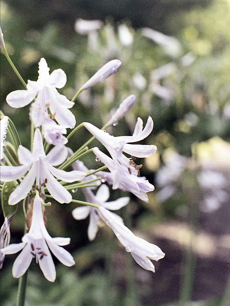「アガパンサス」 (film)