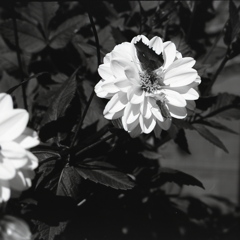 「大盛況」 (film:HR20)