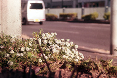 「街角」 (film)