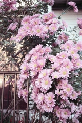 「街角の菊」 (film)