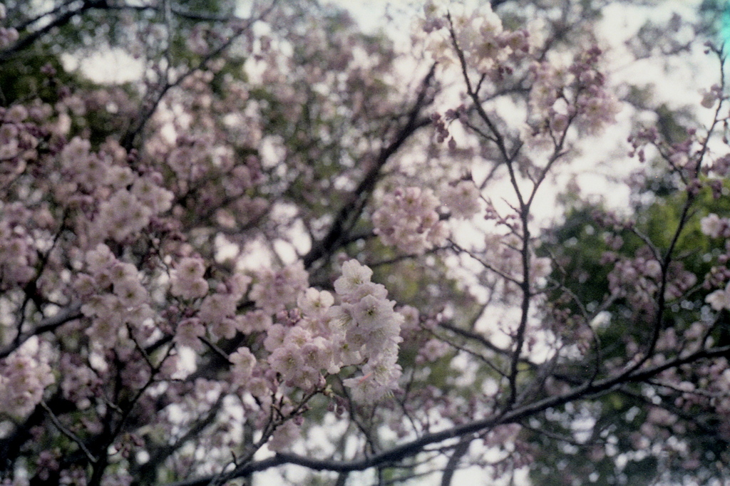 「河津桜」 (film)