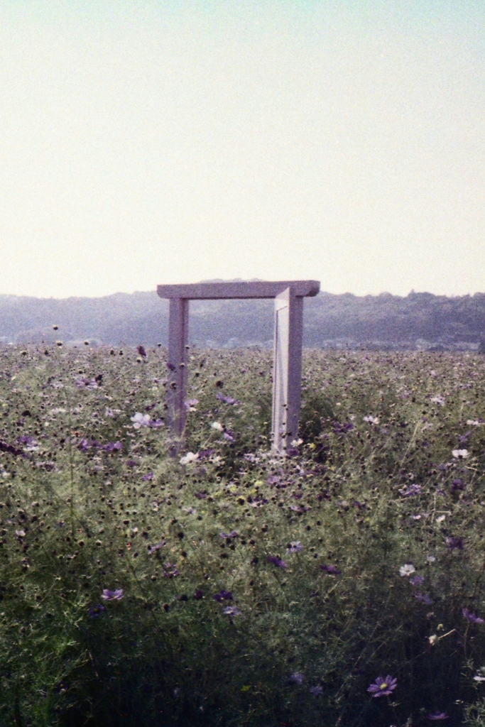 「秋桜」 (film)