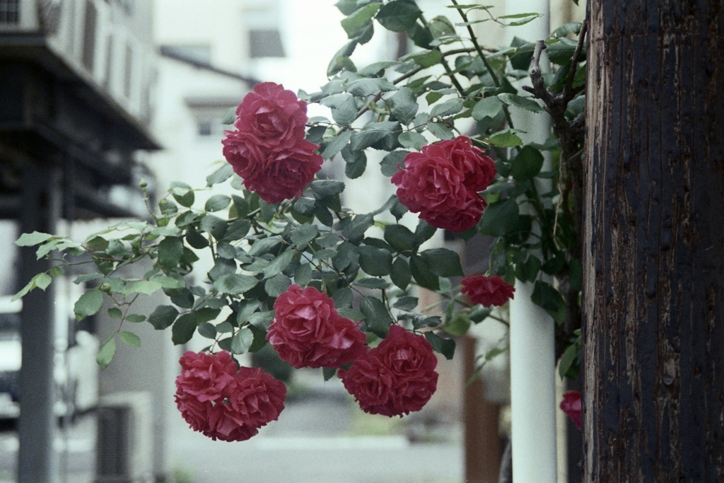 「街角flower」 (film)