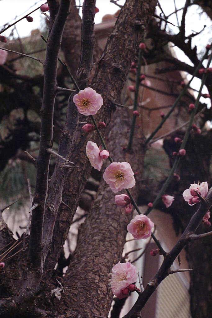 「2/21 花撮り04」 (film)