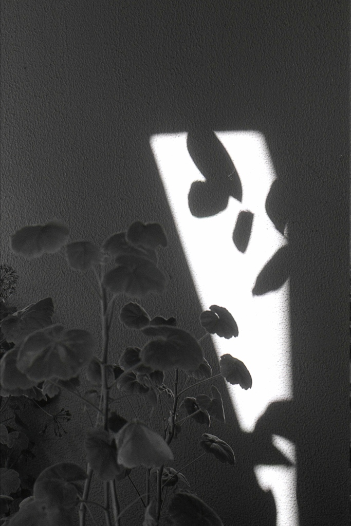 「Shadow」 (film)