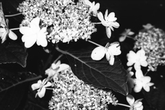 「あじさいの頃」 (film:HR20)