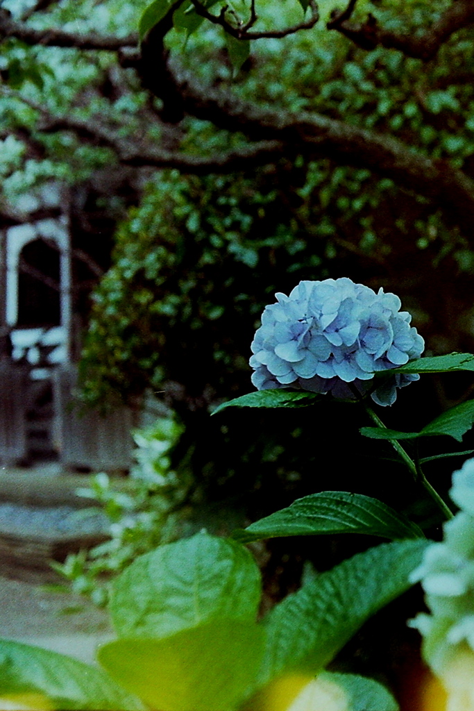 「PEN-F試写 09」 (film)