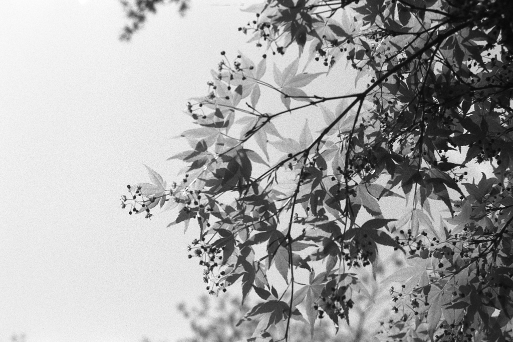 「春楓」 (film)