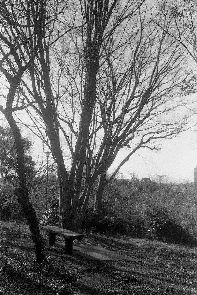 「冬の散歩道」 (film)