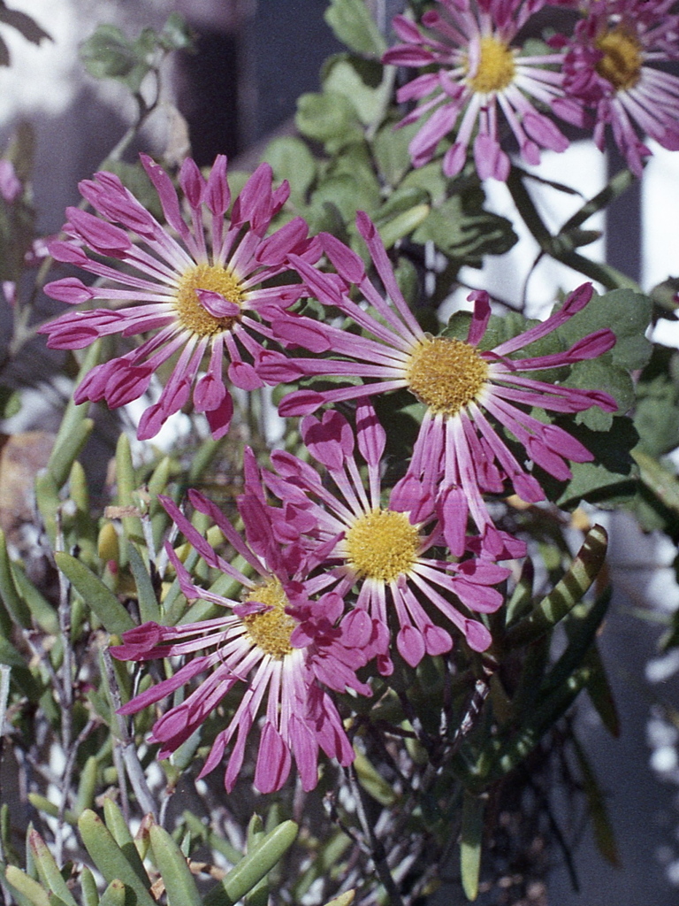 「街角flower」 (film)