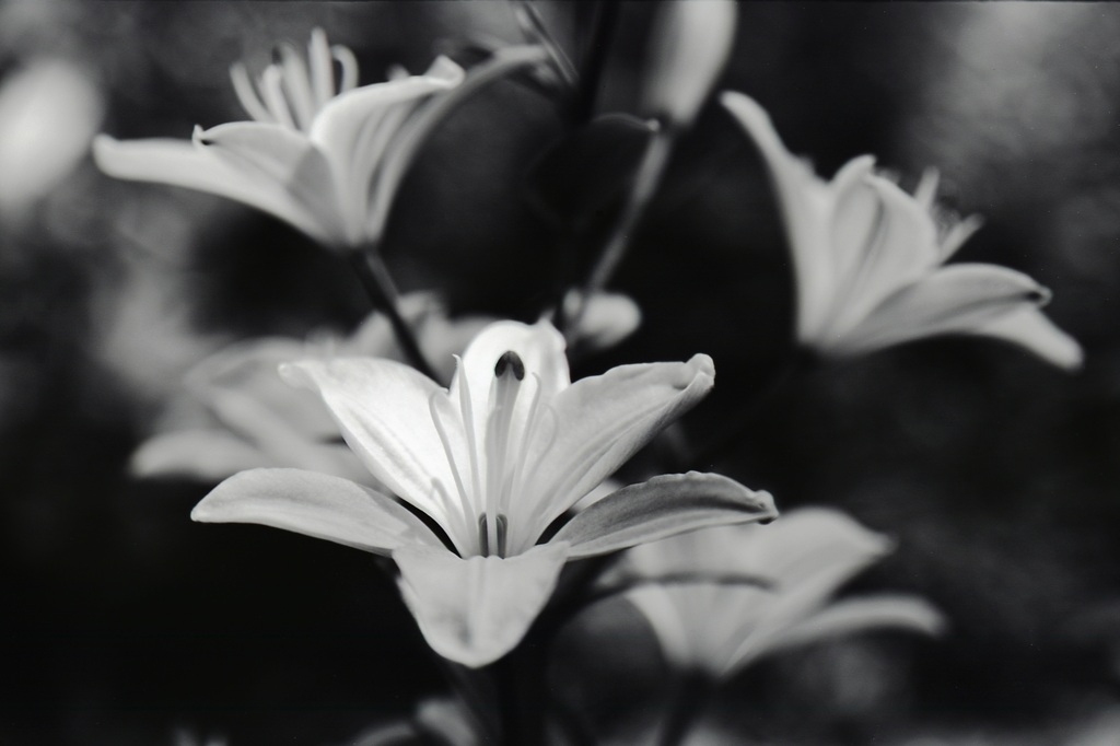「街角flower」 (film:HR20)