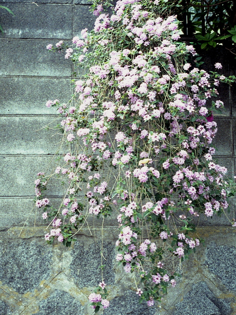 「街角flower」 (film)