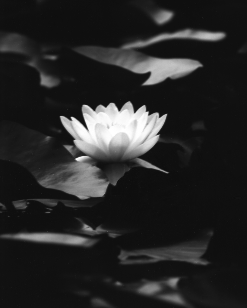 「夢の中で」 (film:HR20)