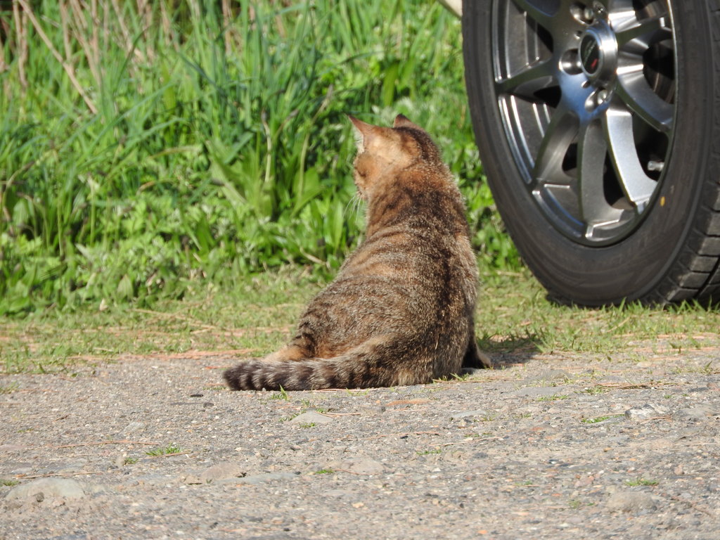 野良猫ちゃん。