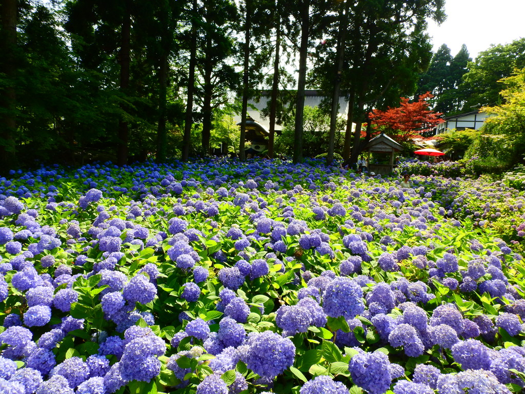 紫陽花寺