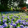 紫陽花寺