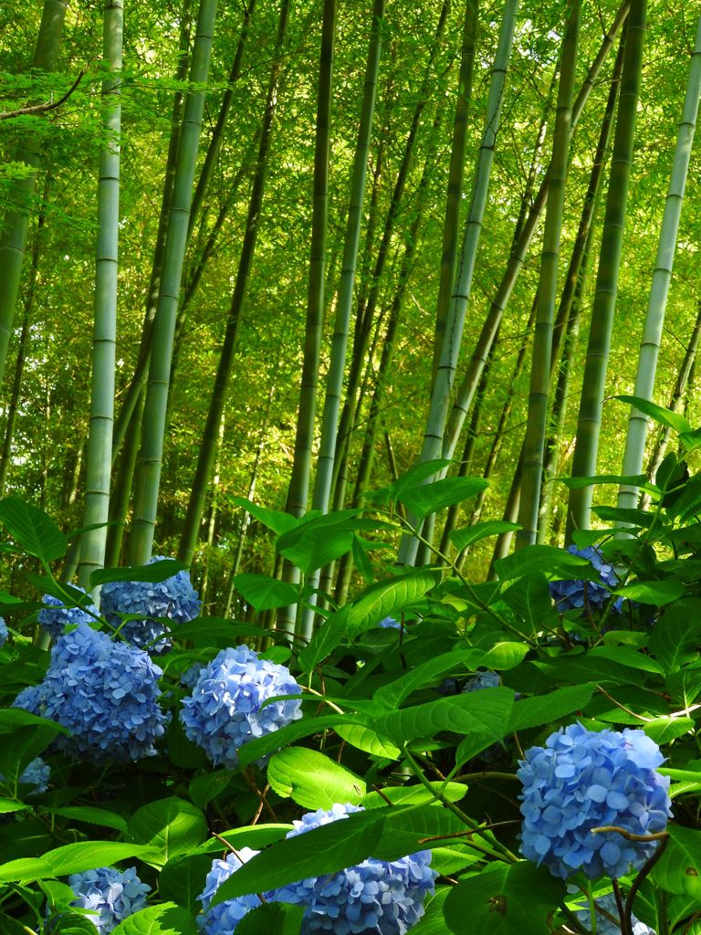 竹林と紫陽花