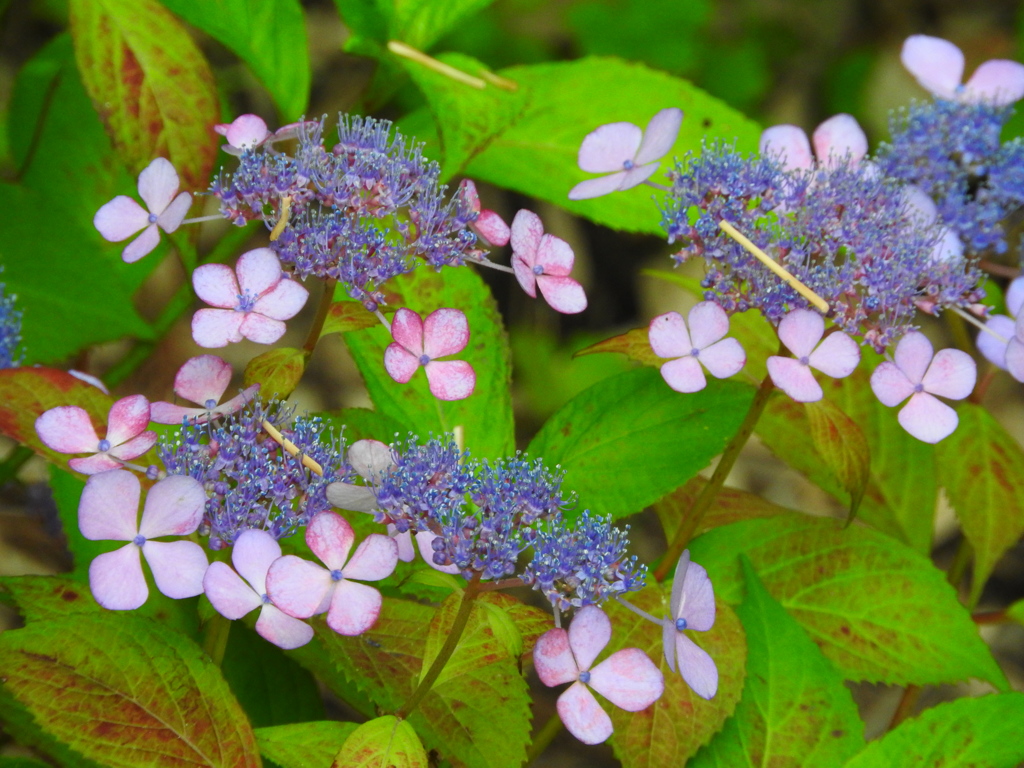 紫陽花