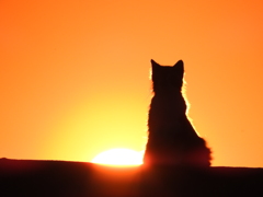 猫と夕日
