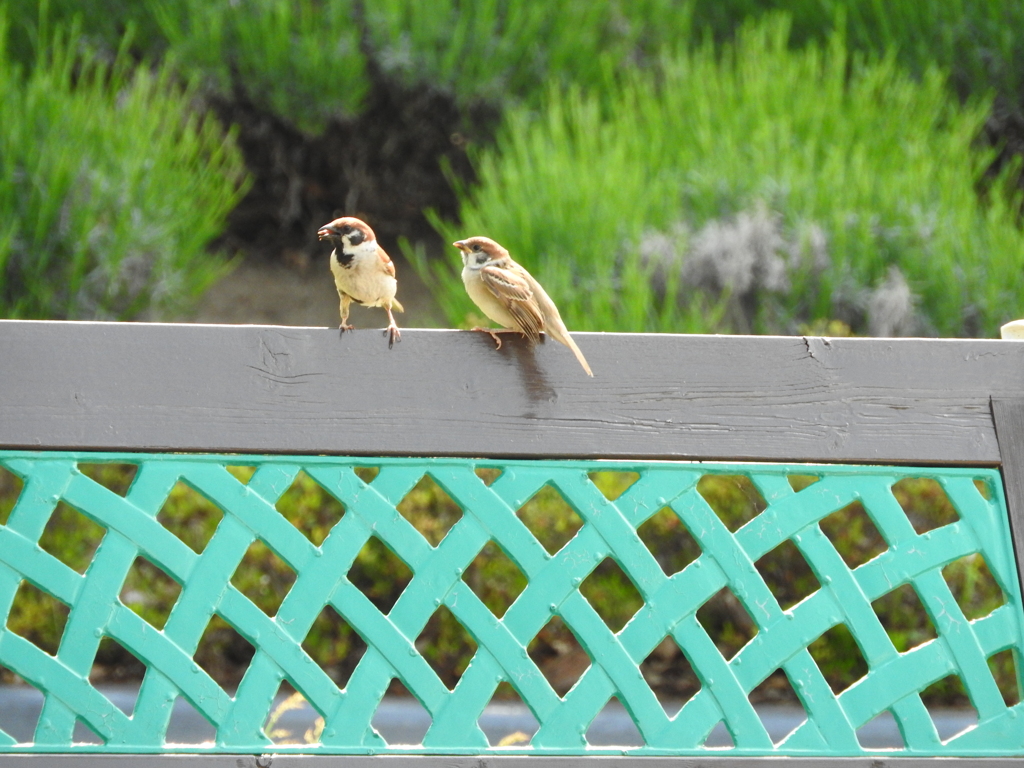 鳥夫婦？