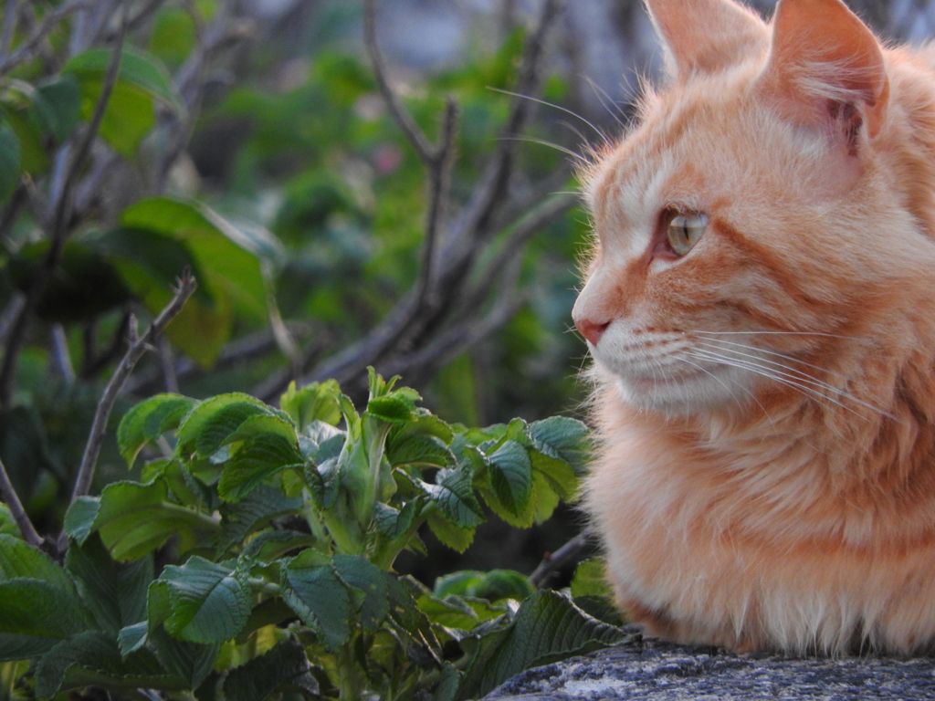 野良猫