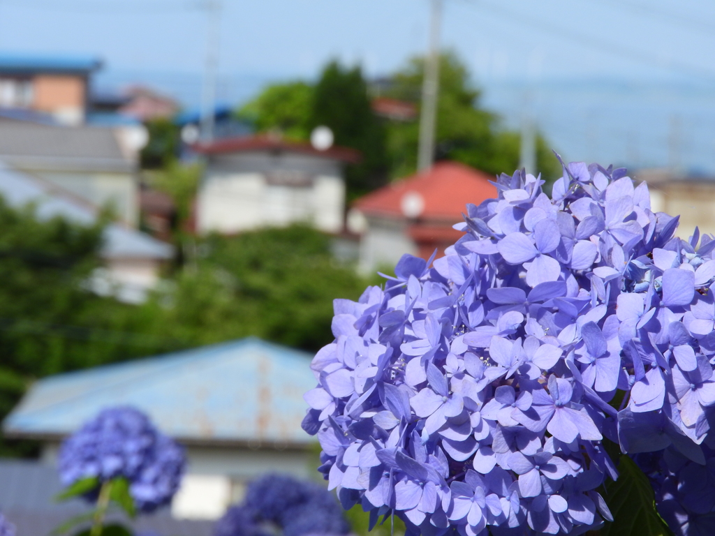 紫陽花　