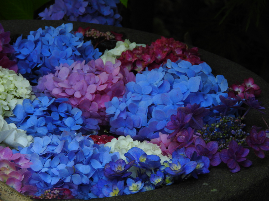 水に浮かぶ紫陽花2