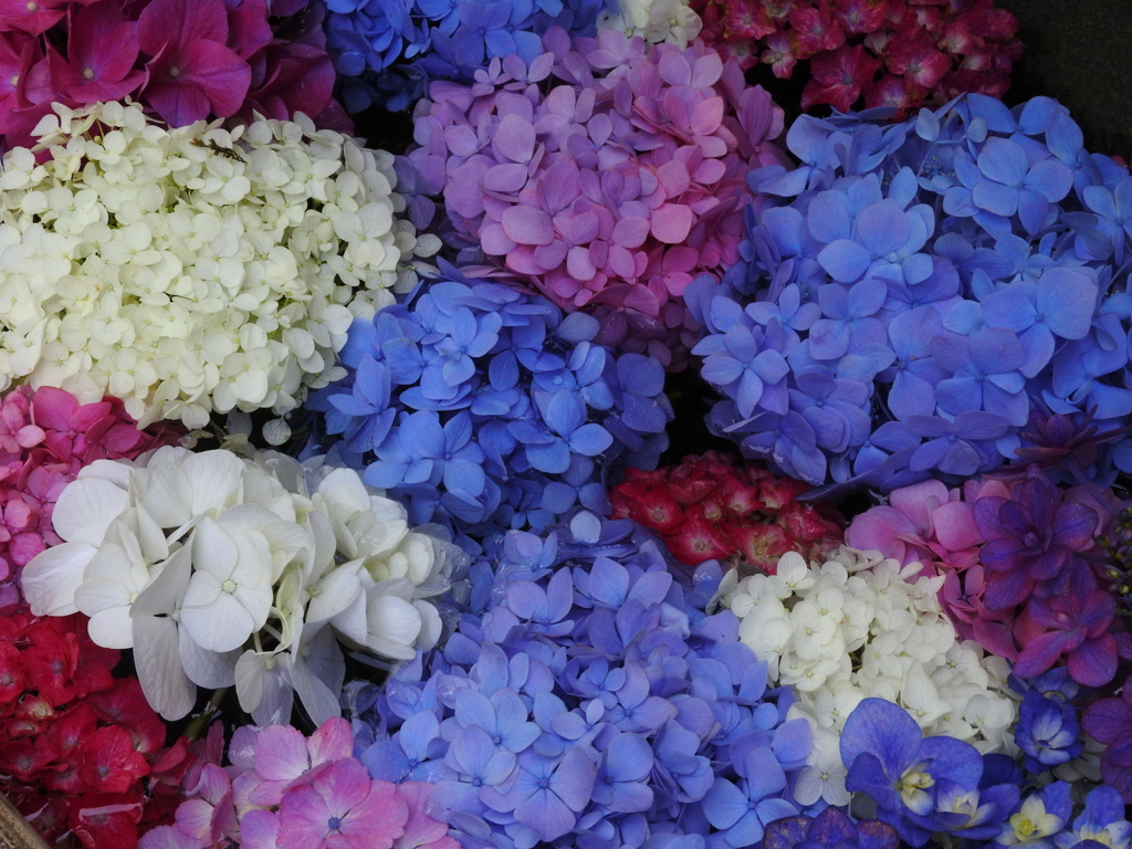 水に浮かぶ紫陽花