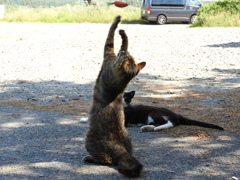 じゃれつく野良猫