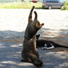 じゃれつく野良猫