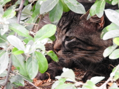 眠い猫